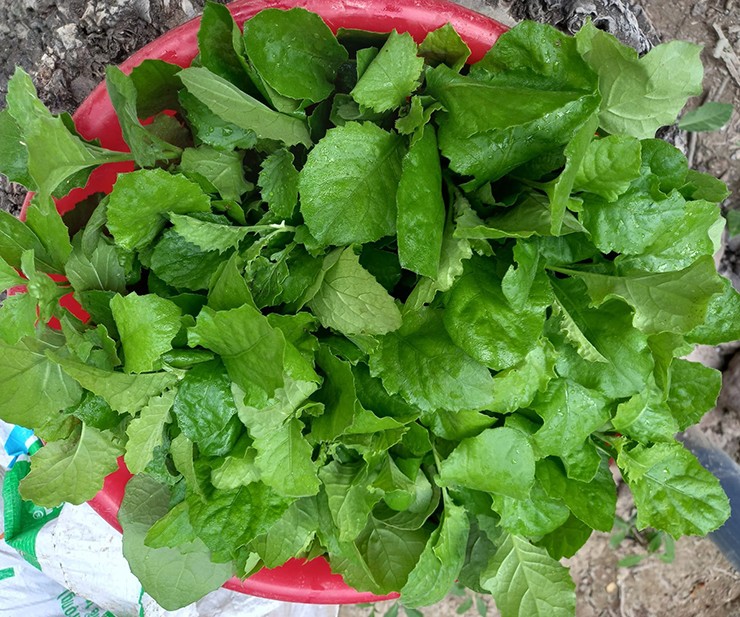 Tuy không phổ biến như các loại rau thông thường nhưng cải trời vẫn rất được ưa chuộng. Ở chợ quê hay thỉnh thoảng trên chợ mạng có người rao bán những bó cải trời non mướt với giá khoảng 40.000 đồng/kg. Tuy không phổ biến như các loại rau thông thường nhưng cải trời vẫn rất được ưa chuộng. Ở chợ quê hay thỉnh thoảng trên chợ mạng có người rao bán những bó cải trời non mướt với giá khoảng 40.000 đồng/kg.