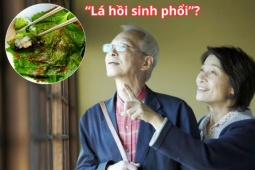 Tin tức sức khỏe - Loại lá ví như &quot; hồi sinh phổi&quot; ở Nhật cực đắt đỏ nhưng ở Việt Nam “rẻ như cho”
