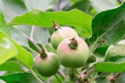 Ẩm thực - Loại quả được đánh giá "tốt nhất thế giới", ở chợ Việt mua đâu cũng có