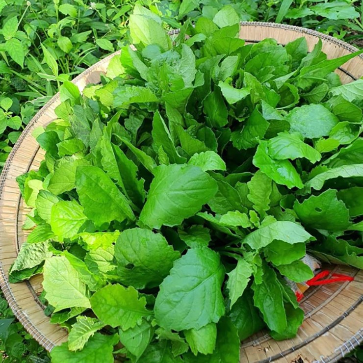 Trước đây, không ai biết tới thứ cây dại này, chỉ có người dân địa phương hái lá và ngọn non về làm thành các món ăn dân dã. Trước đây, không ai biết tới thứ cây dại này, chỉ có người dân địa phương hái lá và ngọn non về làm thành các món ăn dân dã.