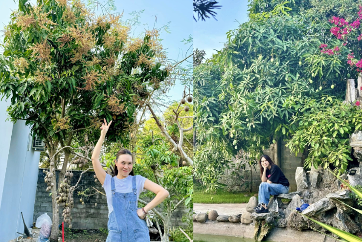 Mỹ Tâm hào hứng khoe khu nhà vườn cây trái trĩu quả.