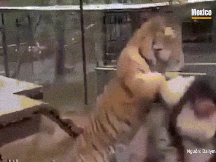 Kinh hoàng: Hổ tấn công bác sĩ thú y