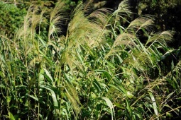 Thị trường - Tiêu dùng - Đặc sản được ví như "thần dược phòng the", mỗi năm có một lần, giá đắt đỏ vẫn được dân nhậu săn lùng