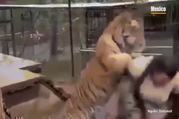 Kinh hoàng: Hổ tấn công bác sĩ thú y