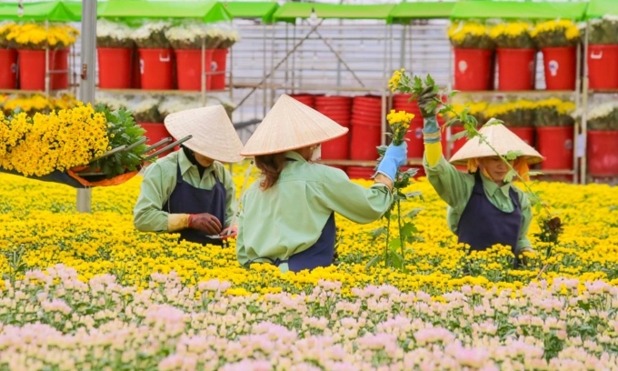 Công nhân đang làm việc tại nông trại hoa trong nhà kính ở Lâm Đồng. Ảnh: Dalat Hasfarm