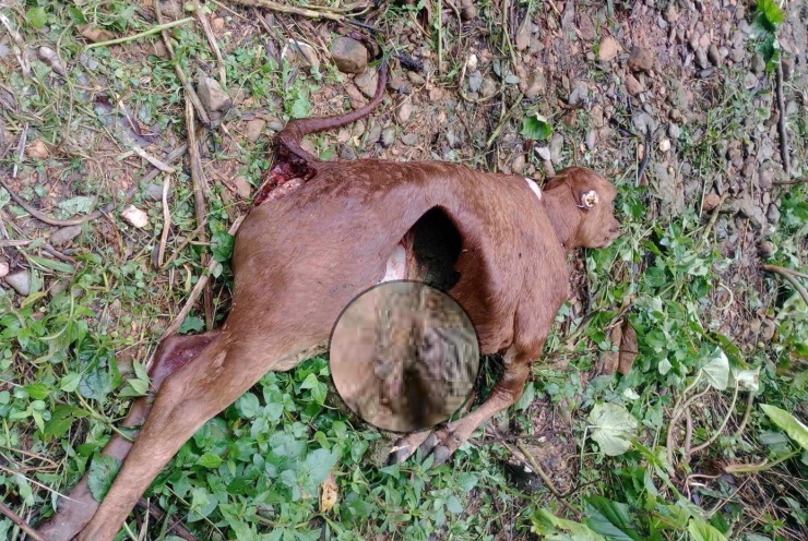 Truy tìm đàn sói hoang ở Điện Biên: Bài 1 - Đòn tấn công đặc trưng của loài sói - 3