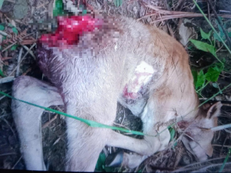 Xác bò bị mất phần nội tạng. ảnh: Thành Đạt