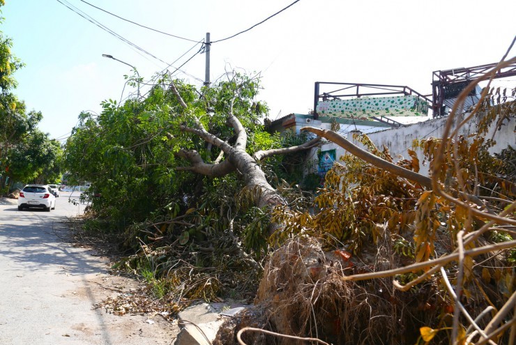 Hơn 10 ngày sau bão Kajiki, nhiều tuyến đường vẫn ngổn ngang cây đổ