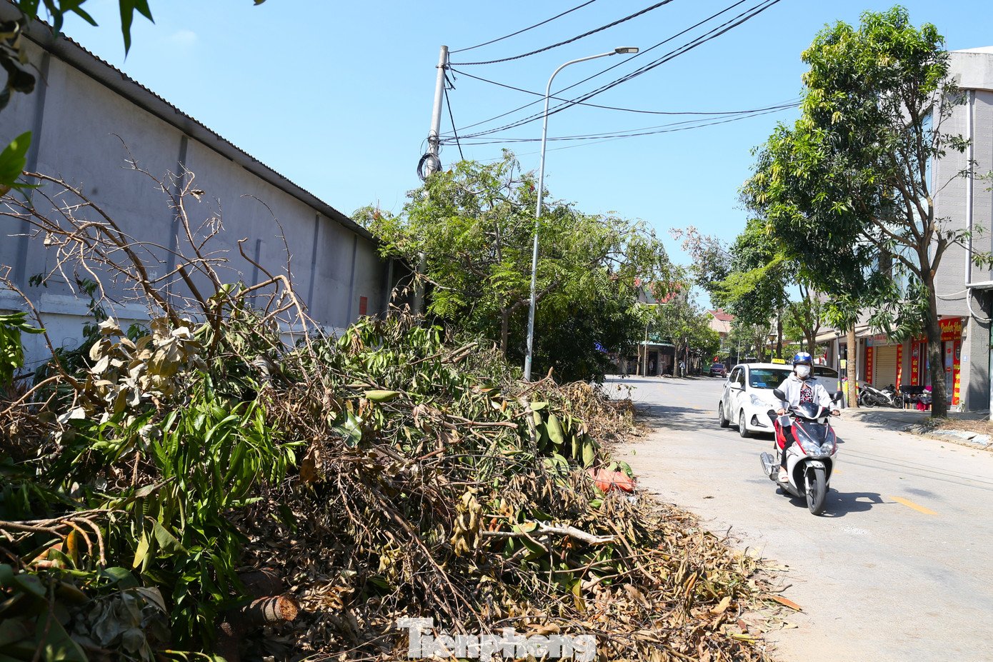 Hơn 10 ngày sau bão Kajiki, nhiều tuyến đường vẫn ngổn ngang cây đổ - 2