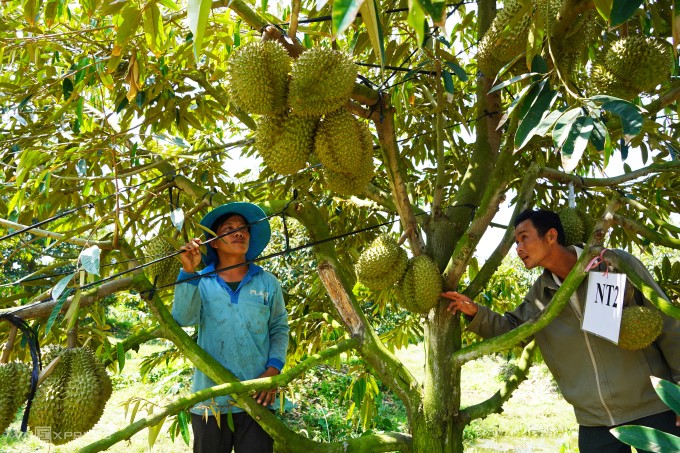 Vườn sầu riêng ở Tây Ninh. Ảnh: Hoàng Nam