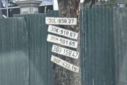 Hình ảnh lạ xuất hiện trên một gốc cây sau trận ngập khó quên ở đường Võ Chí Công, Hà Nội