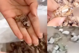 Thị trường - Tiêu dùng - Mua xác ve sầu làm thuốc, cô gái phát hiện sự thật "rợn người" bên trong