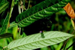 Cây dại mọc đầy ở Việt Nam, ở nước ngoài hóa “cây tiền”