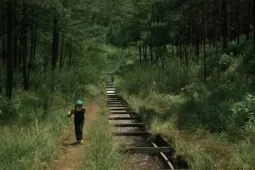 Rừng thông Hồ Tuyền Lâm chốn yên bình giữa phố núi mộng mơ Đà Lạt
