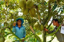Việt Nam thu 1,2 tỷ USD từ sầu riêng
