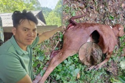 Truy tìm đàn sói hoang ở Điện Biên: Bài 1 - Đòn tấn công đặc trưng của loài sói