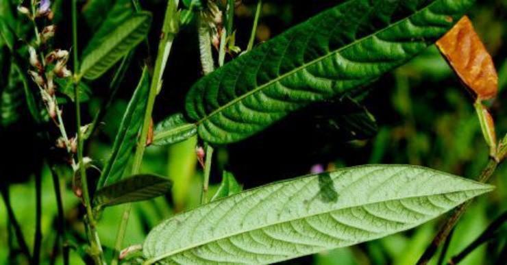 Cây dại mọc đầy ở Việt Nam, ở nước ngoài hóa “cây tiền” - 1