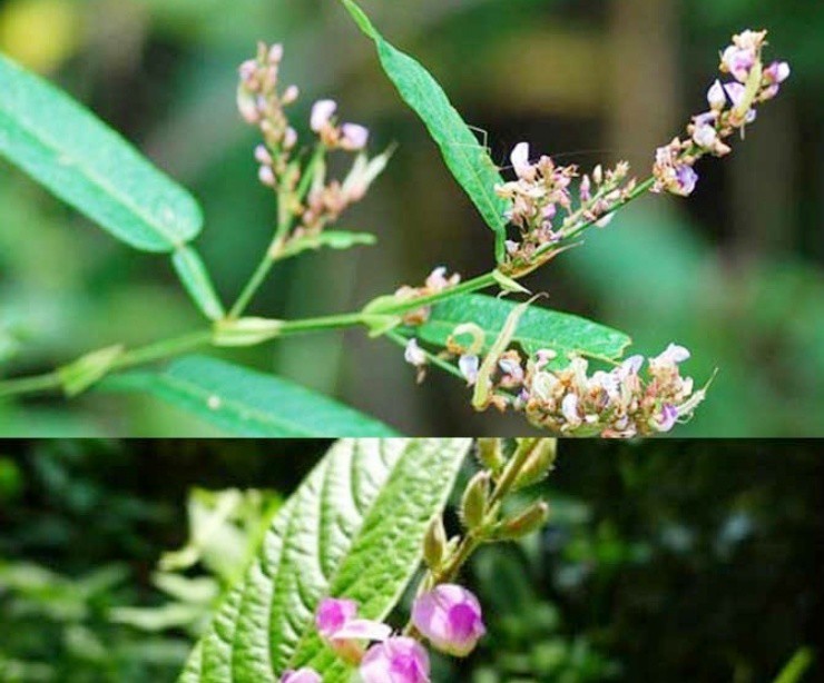 Cây dại mọc đầy ở Việt Nam, ở nước ngoài hóa “cây tiền” - 2