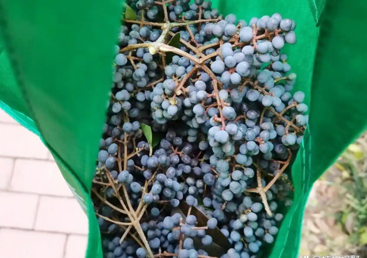 Cây mọc hoang thành mỏ vàng, hái quả bán thu bộn tiền - 1