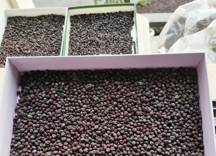 Cây mọc hoang thành mỏ vàng, hái quả bán thu bộn tiền - 4