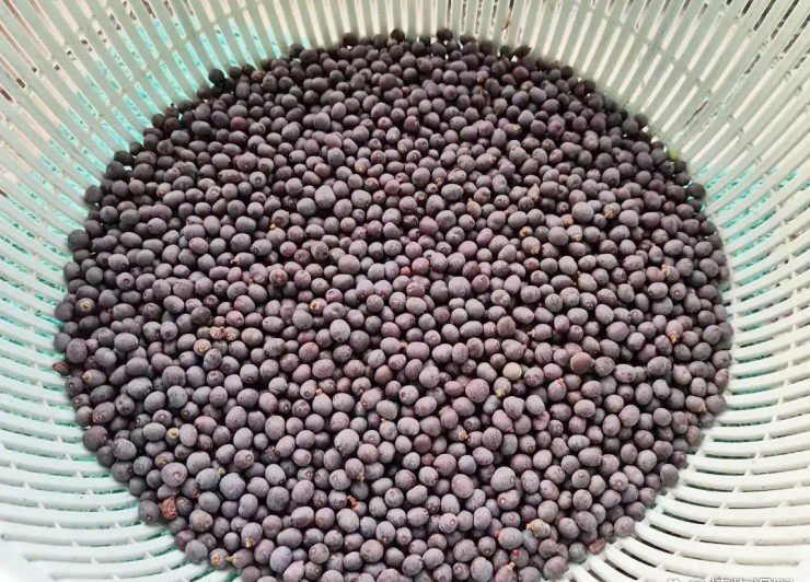 Cây mọc hoang thành mỏ vàng, hái quả bán thu bộn tiền - 3