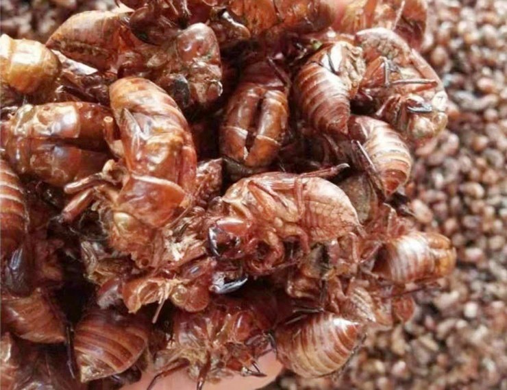 Mua xác ve sầu làm thuốc, cô gái phát hiện sự thật "rợn người" bên trong - 1