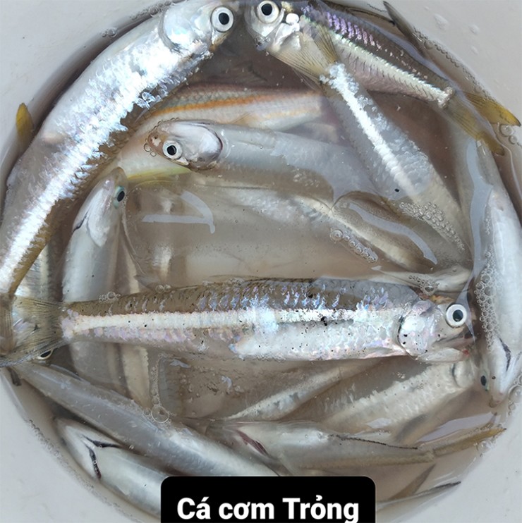 Đây cũng chính là “anh cả” trong họ cá cơm.