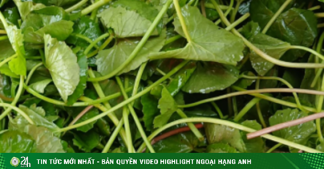 6 công dụng đưa rau má trở thành 'nhân sâm đất'