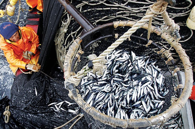 Cá cơm thuộc họ cá trổng, kích thước khoảng bằng đầu chiếc đũa, sống thành từng đàn rất lớn ở biển.
