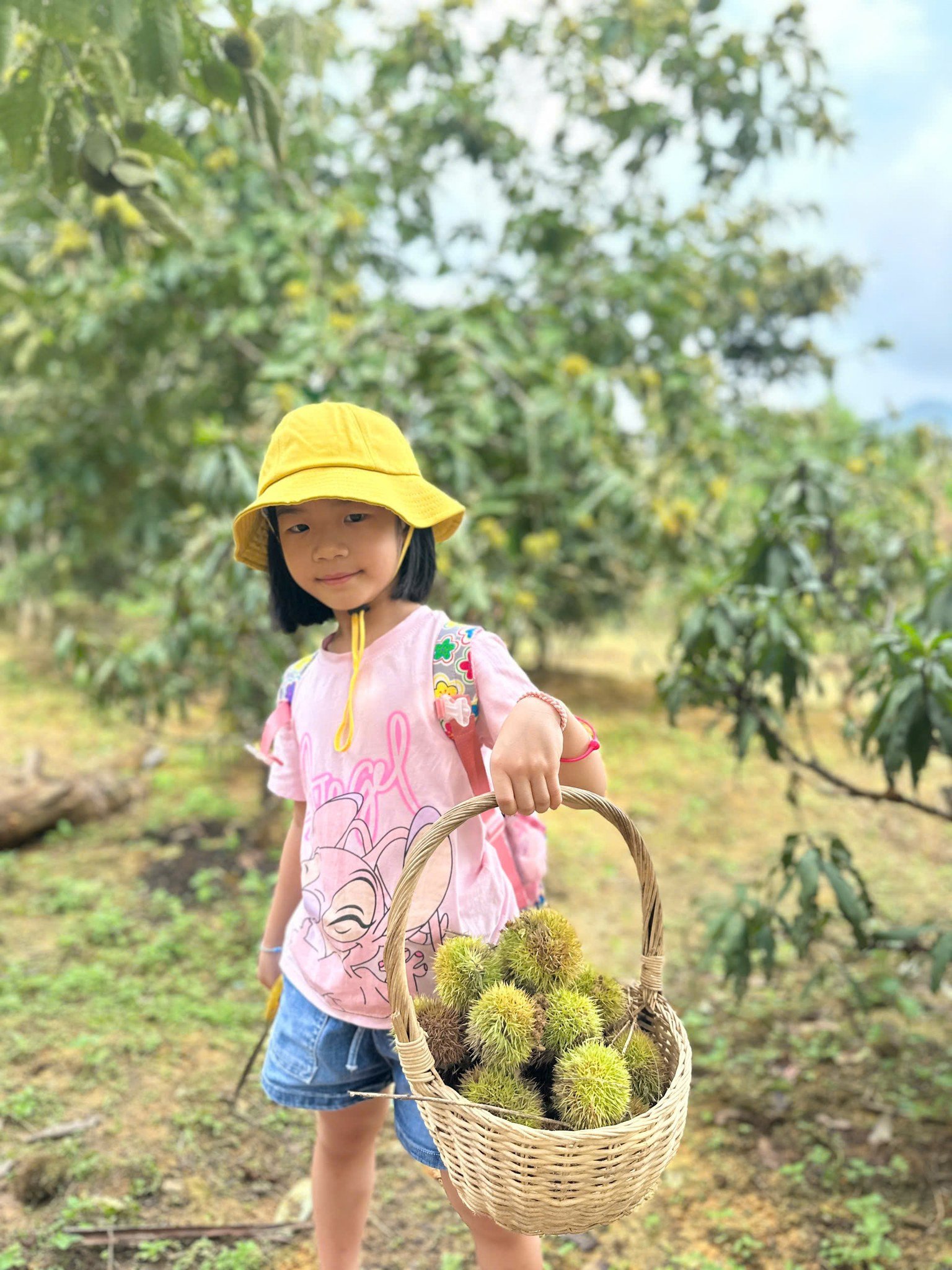 Các em bé rất thích hoạt động thu hoạch dẻ. Ảnh: Yến Lê