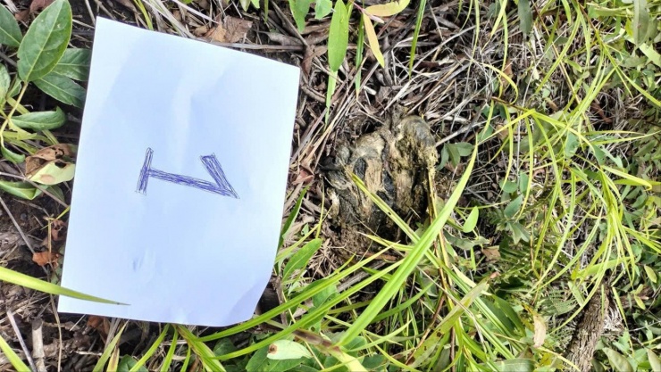 Những xác gia súc chết phân hủy mạnh tại thời điểm lực lượng chức năng kiểm tra