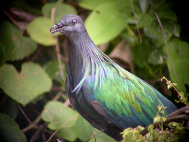 Chim Nicobar có nguy cơ bị tuyệt chủng