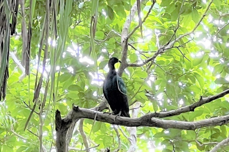 Chú chim Nicobar được phát hiện tháng 11/2022 tại Hòn Bảy Cạnh