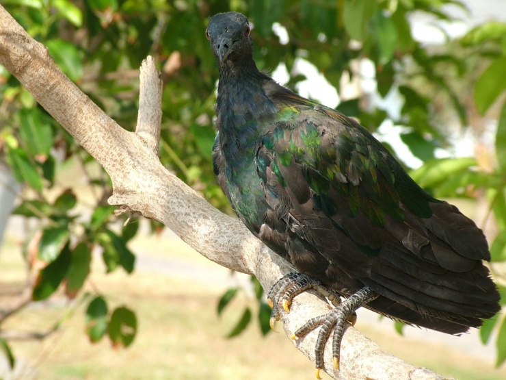 Chim bồ câu Nicobar