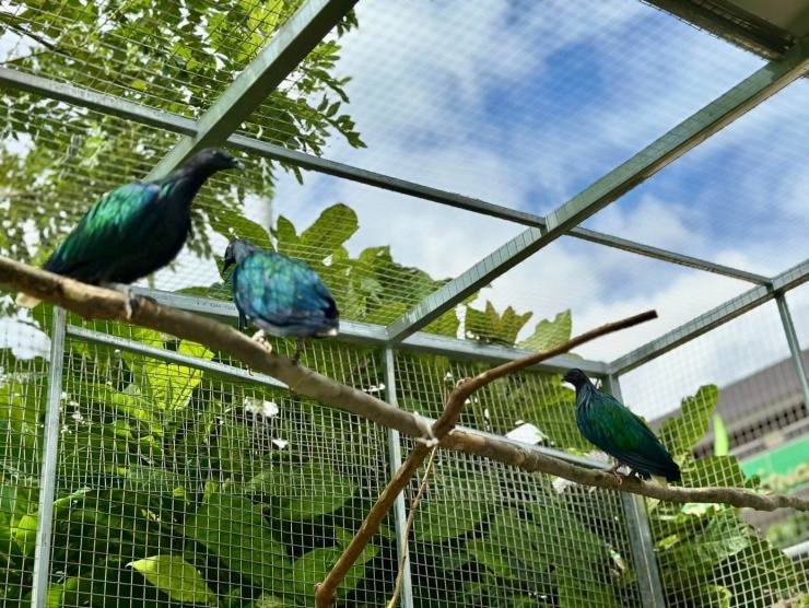 Các chú chim Nicobar