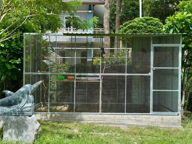 Chim Nicobar được chăm sóc trong chuồng