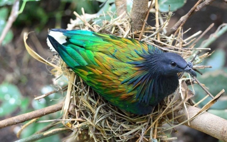 Chim Nicobar làm ổ