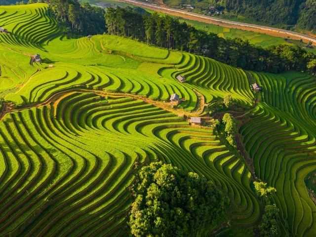Lịch dự kiến mùa lúa chín 2025
