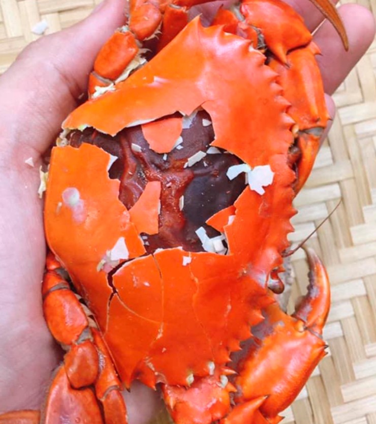 Cua 2 da thực chất là cua biển đang trong giai đoạn sắp lột xác. Khi bước vào giai đoạn này, cua thường tìm hang trú ẩn, lấp kín miệng hang và gần như không di chuyển để tránh kẻ thù.