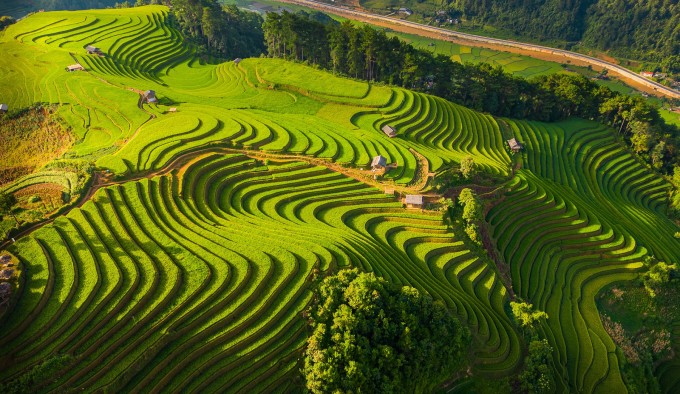 Ruộng bậc thang ở Mù Cang Chải tuần đầu tháng 9. Ảnh: Giàng A Chay
