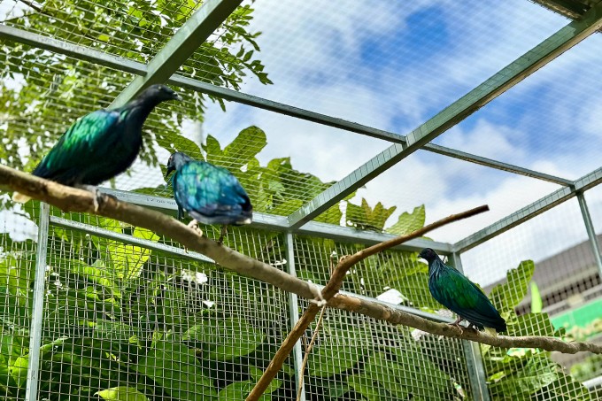 5 bồ câu Nicobar được nuôi dưỡng, chăm sóc ở Trung tâm giáo dục môi trường Vườn quốc gia Côn Đảo. Ảnh: Vườn quốc gia Côn Đảo