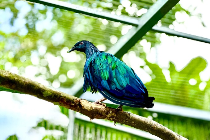 Một bồ câu Nicobar vừa được người dân giao nộp. Ảnh: Vườn quốc gia Côn Đảo