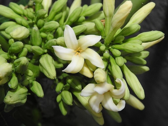 Những bài thuốc dân gian như hoa đu đủ đực ngâm mật ong cần tham khảo ý kiến chuyên môn, không tự ý sử dụng. Ảnh: Commons.Wikimedia