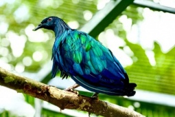 Tin tức trong ngày - Người dân giao nộp 5 bồ câu Nicobar quý hiếm ở Côn Đảo