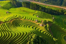 Du lịch - Lịch 'săn' mùa lúa chín 2025 từ ngả vàng đến chín rộ