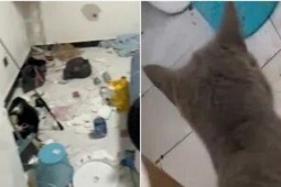 Cặp đôi thuê trọ rời đi, chủ nhà phát hoảng khi mở cửa căn hộ