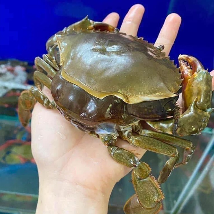 Theo dân gian, nếu mở phần yếm ra mà thấy lông màu hồng đỏ thì đó là cua 2 da, trong khi cua thường chỉ có lông trắng.