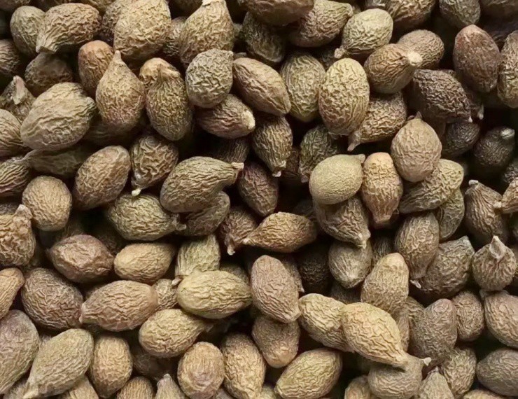 Việt Nam có hạt ngâm nước nở to gấp 10, nước ngoài bán tiền triệu/kg - 2