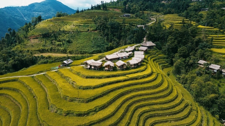 Mùa lúa chín ở Tuyên Quang luôn là thời điểm được nhiều du khách săn đón, khi từng bậc thang đồng loạt chuyển sang màu vàng rực rỡ. Ảnh Win Đi