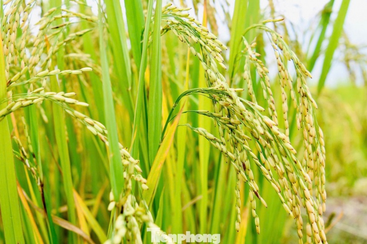 Du khách đổ về Y Tý, đắm chìm với ruộng bậc thang đẹp nhất Tây Bắc - 7